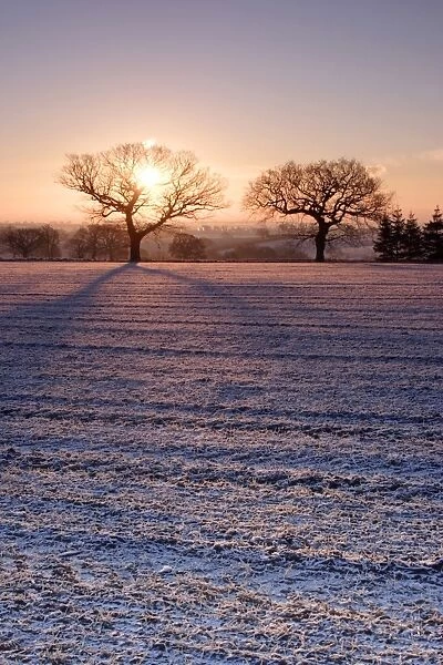 View of snow covered ploughed field with sun rising behind bare trees, Yorkshire, England, december