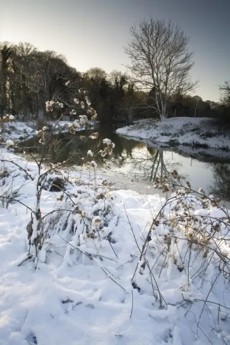 Framed Print : View of snow covered riverbank, River Gipping, Bramford, Suffolk, England, december Framed Print : View of snow covered riverbank, River Gipping, Bramford, Suffolk, England, december