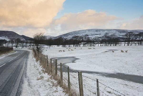 View of snow covered road and pasture with grazing sheep, Dunsop Bridge, Forest of Bowland, Lancashire, England