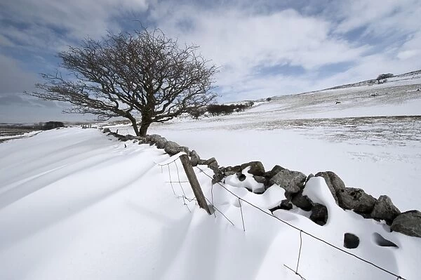 View of snowdrifts behind drystone wall, with lone hawthorn tree, Cumbria, England, March