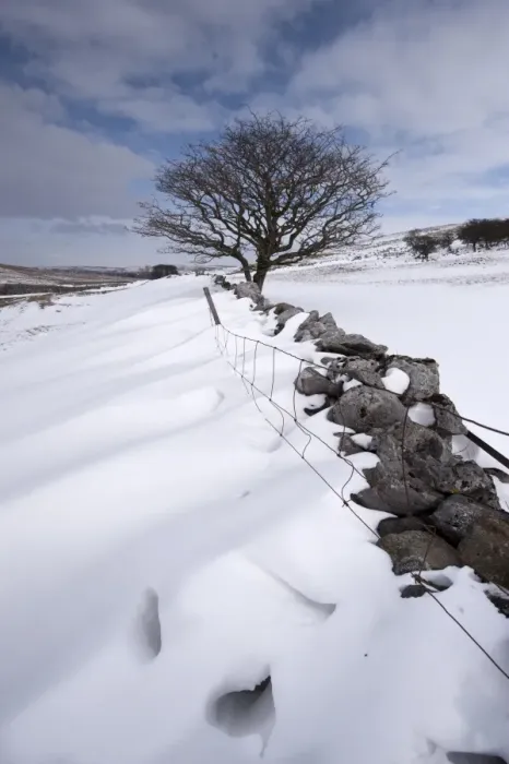 Framed Print : View of snowdrifts behind drystone wall, with lone hawthorn tree, Cumbria, England, March Framed Print : View of snowdrifts behind drystone wall, with lone hawthorn tree, Cumbria, England, March