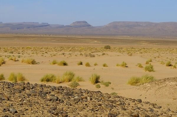 View of sparse vegetation in sand at edge of desert, Sahara, Morocco, january