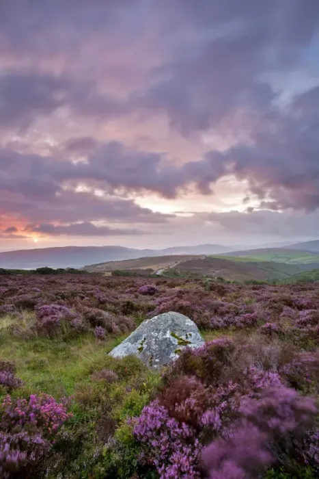 Framed Print : View of standing stone with flowering heather being blown in wind on moorland at sunrise, Whit Stones, Porlock Common Framed Print : View of standing stone with flowering heather being blown in wind on moorland at sunrise, Whit Stones, Porlock Common