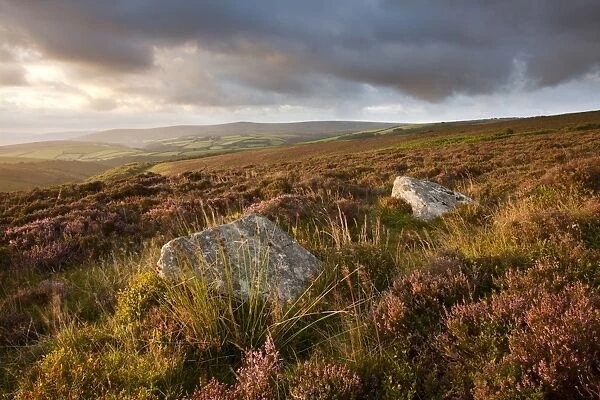 View of standing stones with flowering heather on moorland at sunrise, with Dunkery Beacon on horizon, Whit Stones