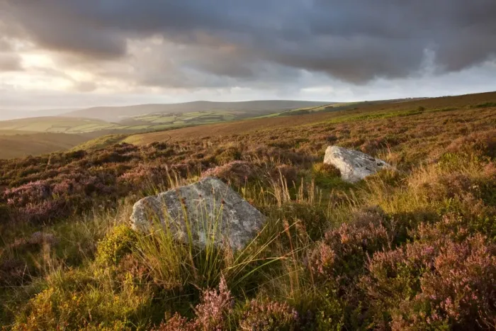 Framed Print : View of standing stones with flowering heather on moorland at sunrise, with Dunkery Beacon on horizon, Whit Stones Framed Print : View of standing stones with flowering heather on moorland at sunrise, with Dunkery Beacon on horizon, Whit Stones