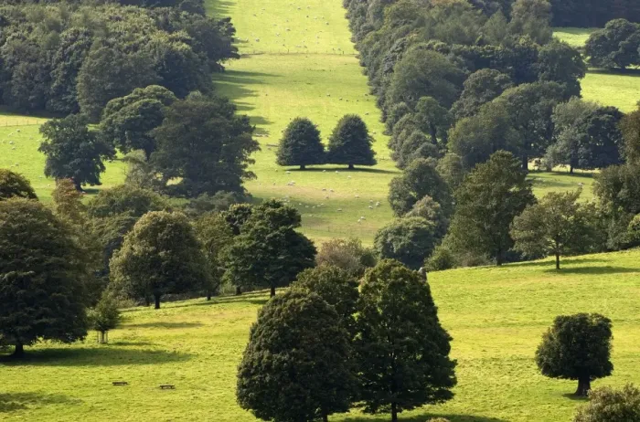Framed Print : View of stately home estate parkland, with trees and sheep flock, Chatsworth House, Derbyshire, England, August