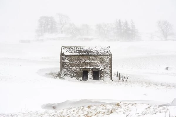 View of stone field barn during snowstorm, Cumbria, England, March