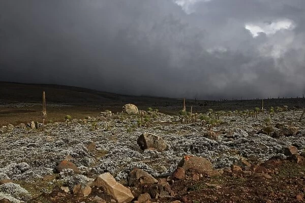 View of stormclouds over afro-alpine habitat, Sanetti Plateau, Bale Mountains N. P. Oromia, Ethiopia