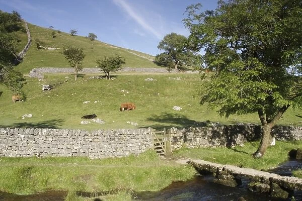 View of stream with bridge, drystone wall with gate and pasture with grazing cattle, Malham Cove, Malhamdale
