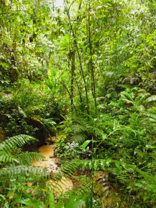 Framed Print : View of stream in rainforest habitat, reserve established since 1764 and is oldest legally protected rainforest in Framed Print : View of stream in rainforest habitat, reserve established since 1764 and is oldest legally protected rainforest in
