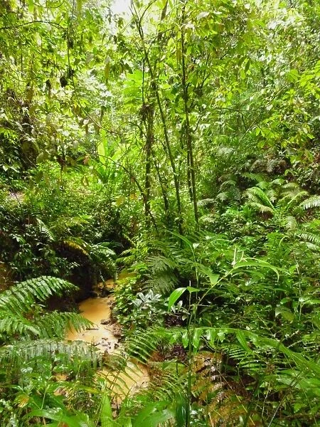 View of stream in rainforest habitat, reserve established since 1764 and is oldest legally protected rainforest in