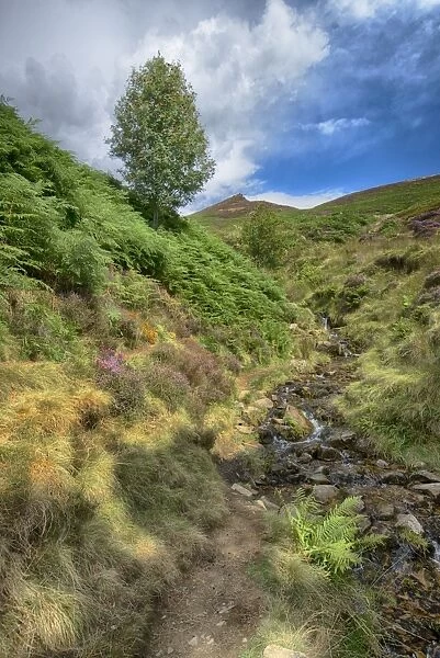 View of stream with Rowan (Sorbus aucuparia), heather and bracken on moorland, Grindsbrook Clough, Edale