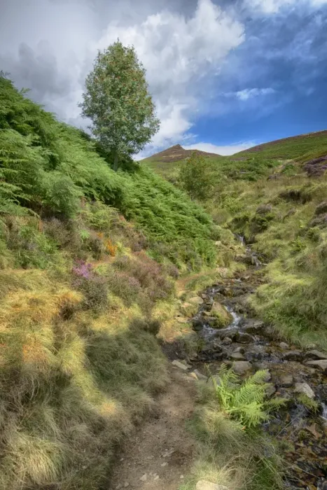 Framed Print : View of stream with Rowan (Sorbus aucuparia), heather and bracken on moorland, Grindsbrook Clough, Edale