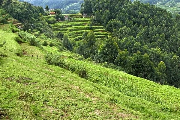 View of terraced cultivation and woodland on hillside, Vattavada, Western Ghats, Kerala, India