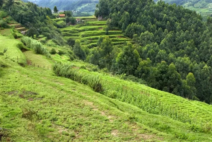 Framed Print : View of terraced cultivation and woodland on hillside, Vattavada, Western Ghats, Kerala, India