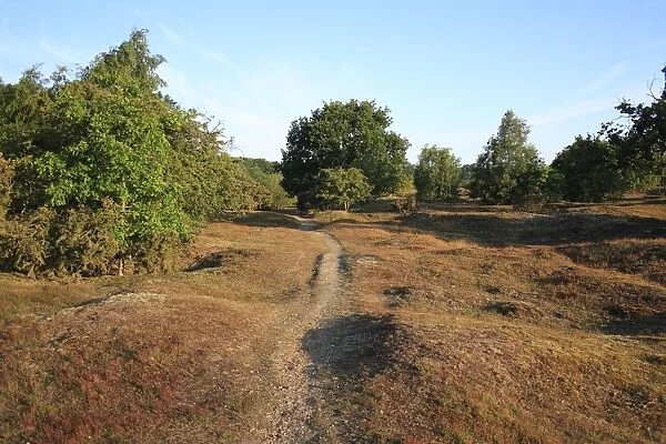 View of track through undulating heathland reserve habitat, Wortham Ling, Upper Waveney Valley, Suffolk, England, june