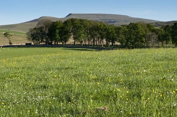 View of traditional wildflower hay meadow, Cumbria, England, June