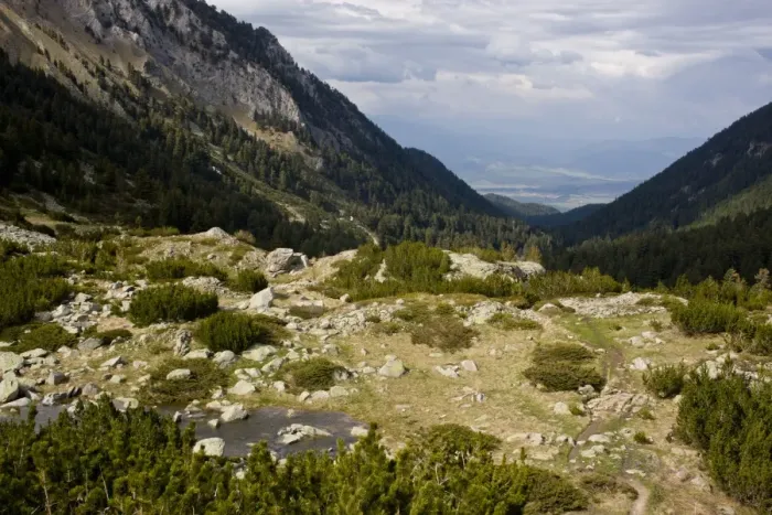 Framed Print : View of tree-line habitat of krummholz dwarf shrubs, with Mountain Pine (Pinus mugo) and Juniper (Juniperus sp. )