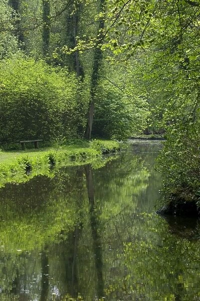 View of tree lined river habitat, Fairhaven Garden Trust, South Walsham, The Broads, Norfolk, England, april