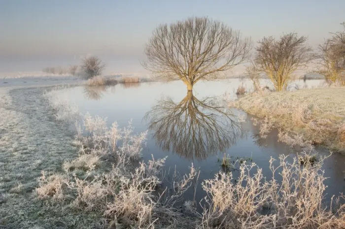 Framed Print : View of tree and pool on grazing marsh in rime frost at sunrise, Elmley Marshes N. N. R Framed Print : View of tree and pool on grazing marsh in rime frost at sunrise, Elmley Marshes N. N. R