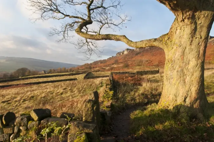 Framed Print : View of tree trunk, drystone walls, pastures and moorland, looking from Curbar Gap towards Curbar Edge Framed Print : View of tree trunk, drystone walls, pastures and moorland, looking from Curbar Gap towards Curbar Edge