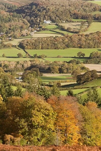View of trees in autumn colour, fields and hedgerows, looking from Luccombe Plantation with Selworthy Church