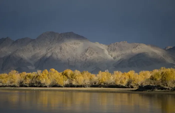 Framed Print : View of trees in autumn colour along river bank, River Khovd, Altai Mountains, Bayan-Ulgii, Western Mongolia, october Framed Print : View of trees in autumn colour along river bank, River Khovd, Altai Mountains, Bayan-Ulgii, Western Mongolia, october