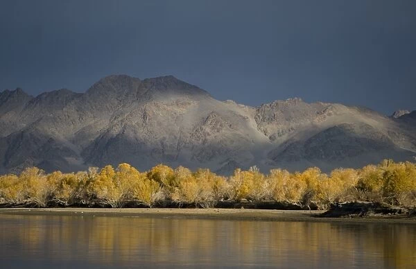 View of trees in autumn colour along river bank, River Khovd, Altai Mountains, Bayan-Ulgii, Western Mongolia, october