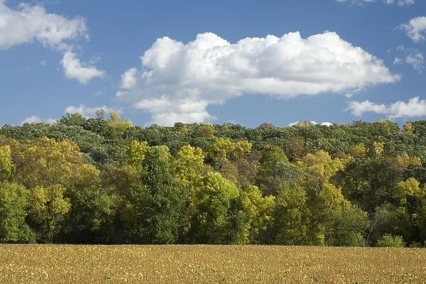 View of trees changing to autumn colour on wooded hillside, with soya bean field in foreground, Fort Ransom