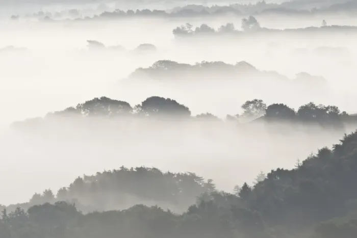 Framed Print : View of trees rising above low fog, Corfe, Dorset, England, May Framed Print : View of trees rising above low fog, Corfe, Dorset, England, May