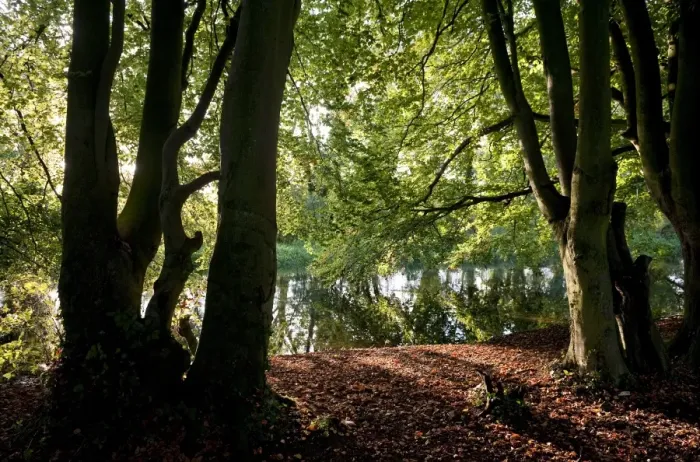 Framed Print : View through trees towards river, River Bure, Horstead, Norfolk, England, september Framed Print : View through trees towards river, River Bure, Horstead, Norfolk, England, september