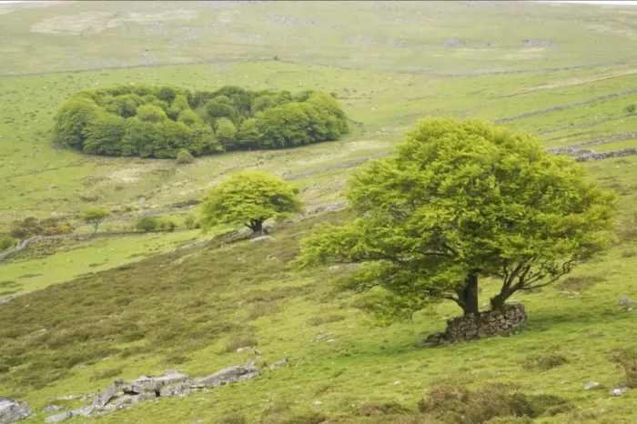 Framed Print : View of trees and small woodland in moorland habitat, South Common Plantation (Roundwood), from Bagga Tor
