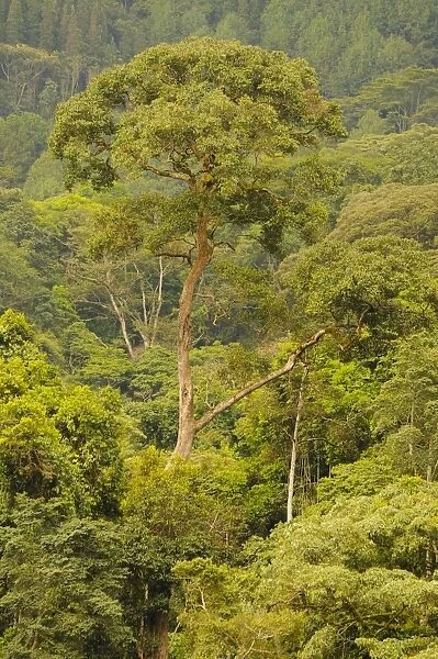 View of tropical montane forest habitat, Nyungwe Forest N. P. Albertine Rift, Rwanda, march