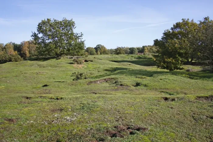 Framed Print : View of undulating habitat on lowland heathland reserve, Wortham Ling, Suffolk, England, october Framed Print : View of undulating habitat on lowland heathland reserve, Wortham Ling, Suffolk, England, october