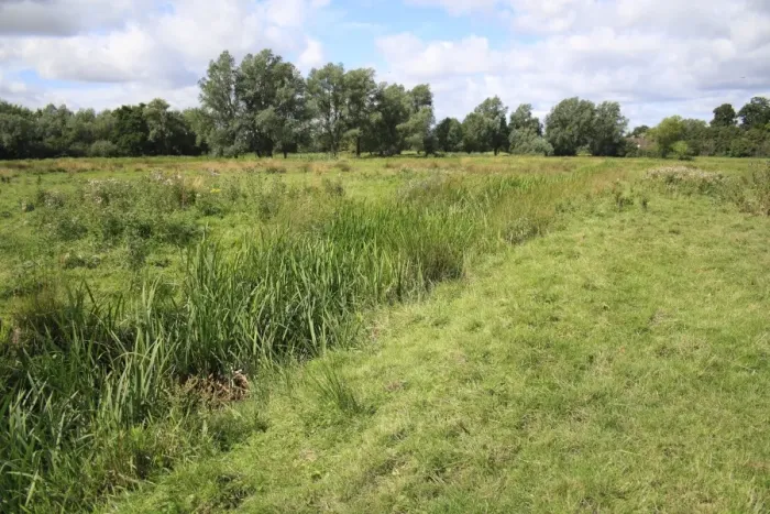 Framed Print : View of unimproved wet grazing meadow habitat, River Dove, Thornham Magna, Suffolk, England, august Framed Print : View of unimproved wet grazing meadow habitat, River Dove, Thornham Magna, Suffolk, England, august