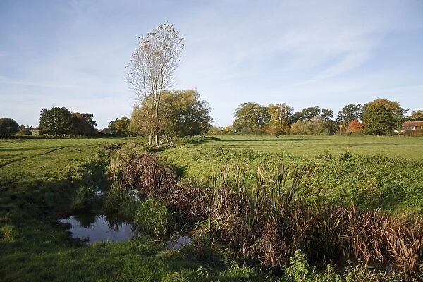 View of unimproved wet grazing meadow, River Dove, Thornham Magna, Suffolk, England, october
