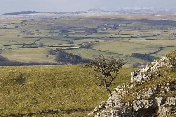 View of upland with bare hawthorn tree growing from limestone outcrop, Common Scars, Yorkshire Dales N. P