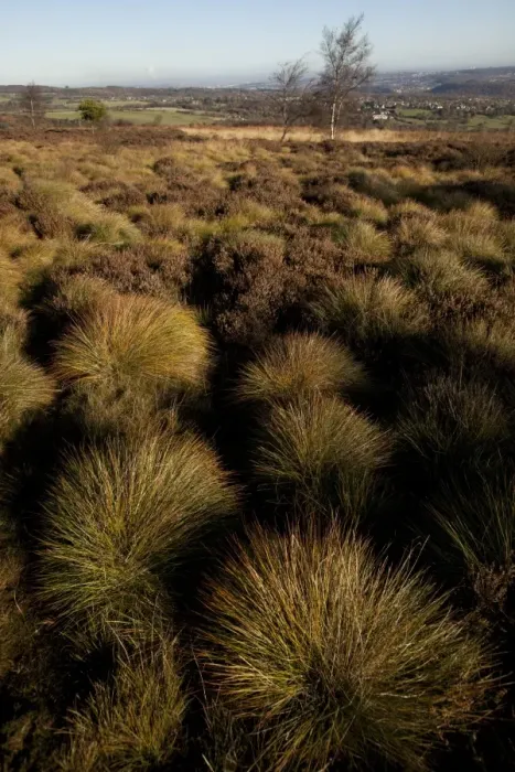 Framed Print : View of upland bog habitat, Blackamoor, Sheffield, South Yorkshire, England, november Framed Print : View of upland bog habitat, Blackamoor, Sheffield, South Yorkshire, England, november