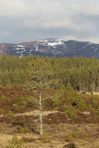 View of upland coniferous forest habitat, Glenfeshie, Cairngorms, Highlands, Scotland, january