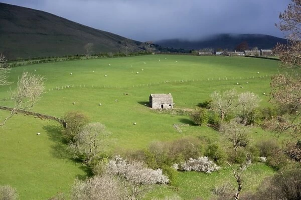 View of upland farmland with stone barn and sheep grazing in pasture, Howgills, near Ravenstonedale, Cumbria, England
