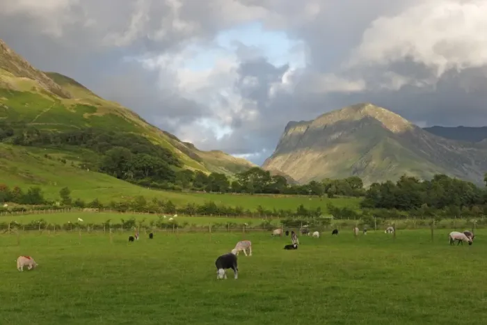 Framed Print : View of upland valley pasture with sheep grazing, Buttermere, Lake District, Cumbria, England, july Framed Print : View of upland valley pasture with sheep grazing, Buttermere, Lake District, Cumbria, England, july