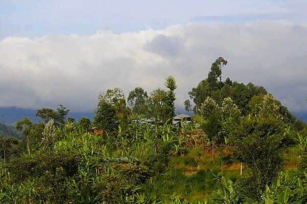 View of village and banana plantation at edge of Nyungwe Forest N. P. Rwanda, march
