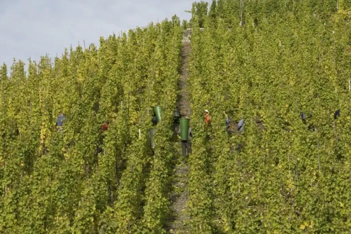 Framed Print : View of vineyard on wine estate, rows of grape vines being harvested by workers, Bernkastel, Rhineland-Palatinate Framed Print : View of vineyard on wine estate, rows of grape vines being harvested by workers, Bernkastel, Rhineland-Palatinate