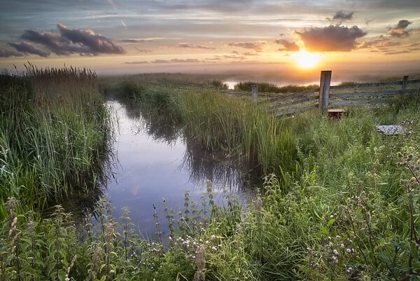View of water filled ditch and reedbed on coastal grazing marsh habitat at sunrise, Elmley Marshes N. N. R