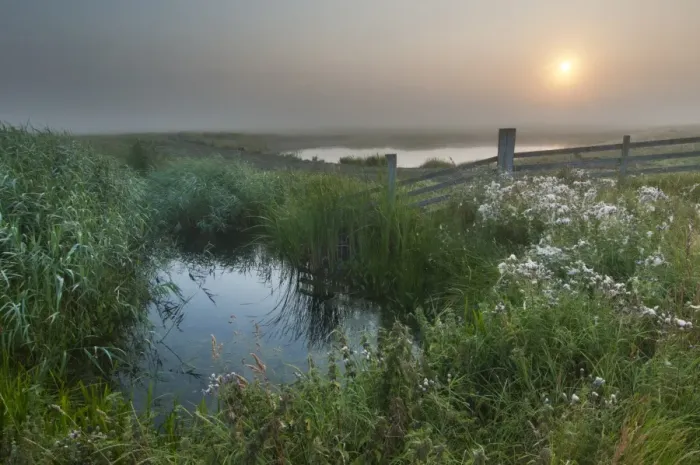 Framed Print : View of water filled ditch and reedbed on coastal grazing marsh habitat at sunrise, Elmley Marshes N. N. R