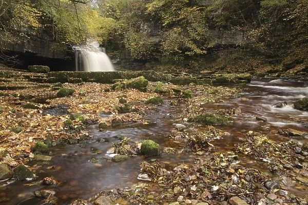 View of waterfall and autumn leaves, Cauldron Falls, Walden Beck, River Ure, West Burton, Wensleydale