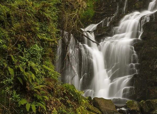 View of waterfall, Torc Waterfall, Owengarriff River, Killarney N. P. County Kerry, Munster, Ireland, December