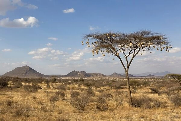 View of weaver nests hanging from acacia tree in semi-desert dry savannah habitat, Samburu National Reserve, Kenya