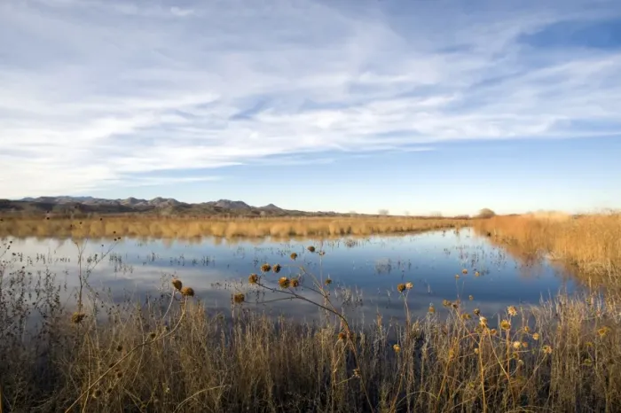 Framed Print : View of wetland habitat, Bosque del Apache National Wildlife Refuge, New Mexico, U. S. A. january Framed Print : View of wetland habitat, Bosque del Apache National Wildlife Refuge, New Mexico, U. S. A. january