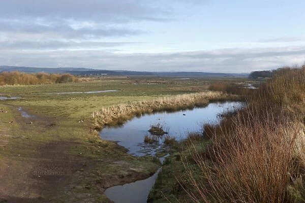 View of wetland habitat, Caerlaverock W. W. T. Dumfries and Galloway, Scotland, February